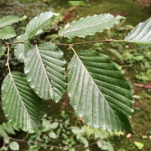Саженцы бука Зубчатого ( от 15 см) -  комплект 5 шт.
