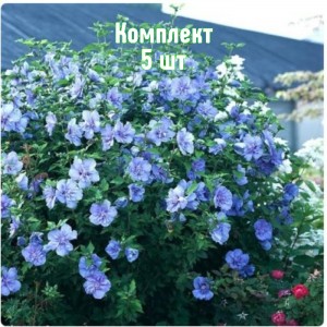 Комплект 5шт / Гибискус древовидный Блю Шифон