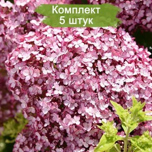 Саженцы гортензии древовидной Свит Аннабель (Sweet Annabelle) -  комплект 5 шт.