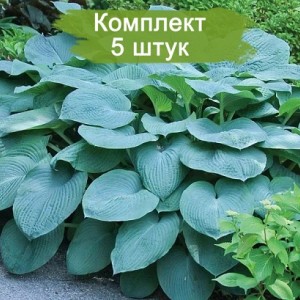 Саженцы хосты Брессингем Блю (Bressingham Blue) -  комплект 5 шт.