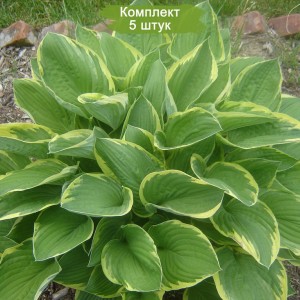 Саженцы хосты Форчуна (Аureomarginata) -  комплект 5 шт.