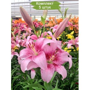 Луковицы лилии PINK BRUSH (Розовая кисть ) ЛА-гибрид -  комплект 5 шт.
