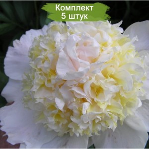 Саженцы пиона Top flight (Топ флайт ) -  комплект 5 шт.