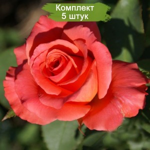 Саженцы чайно-гибридной розы Спутник (Sputnik) -  комплект 5 шт.
