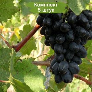 Саженцы винограда Кодрянка (Ранний/Фиолетовый) -  комплект 5 шт.