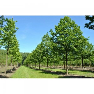 Саженец липы Европейской от 150 см