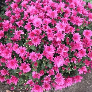 Саженец хризантемы мультифлора Пауло Лилак (Paularo Lilak) (Сиреневая )