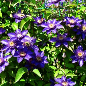 Саженец клематиса Мульти Блю (Multi Blue)