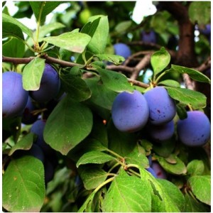 Слива Вечерний звон