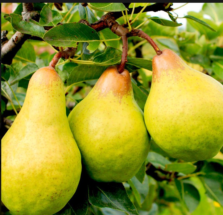 Груша Бере зимняя Мичурина