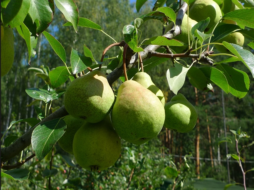 Груша Гимринская