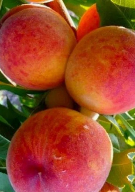Персик Клокред