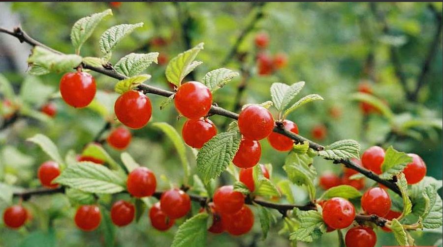 Вишня войлочная Триана