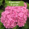 Саженцы гортензии крупнолистной Романс пинк (Romance Pink) -  комплект 5 шт.