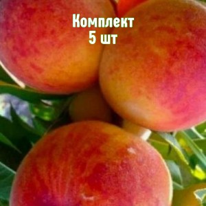 Комплект 5шт / Персик Клокред